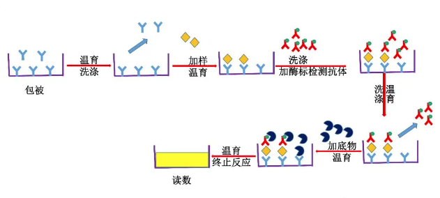 ELISA试剂盒试验中不容忽视的细节盘点！